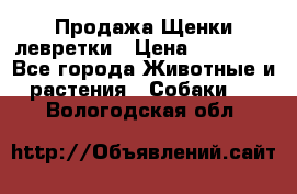 Продажа Щенки левретки › Цена ­ 40 000 - Все города Животные и растения » Собаки   . Вологодская обл.